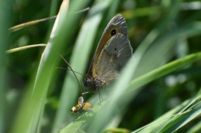 <i>Maniola jurtina</i>