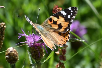 <i>Vanessa cardui</i>