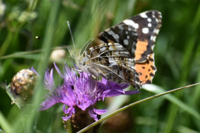 <i>Vanessa cardui</i>