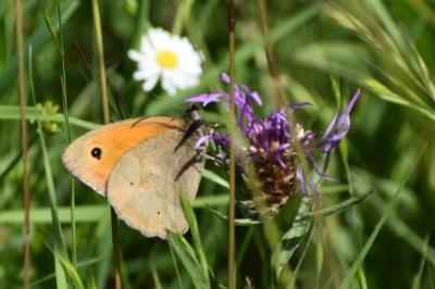 <i>Maniola jurtina</i>