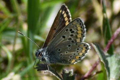 <i>Aricia agestis</i>