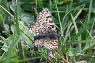 <i>Melitaea cinxia</i>