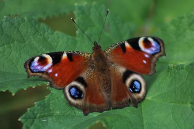 <i>Aglais io</i>