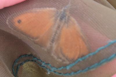 <i>Coenonympha pamphilus</i>