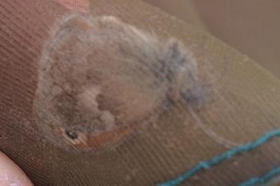 <i>Coenonympha pamphilus</i>