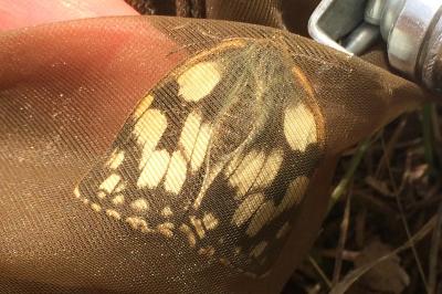 <i>Melanargia galathea</i>