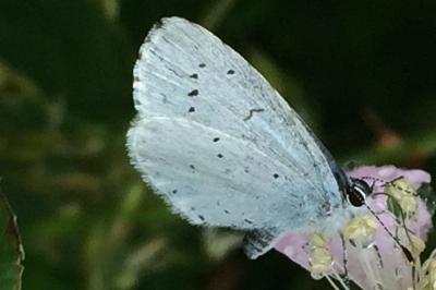 <i>Celastrina argiolus</i>