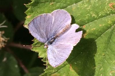 <i>Celastrina argiolus</i>