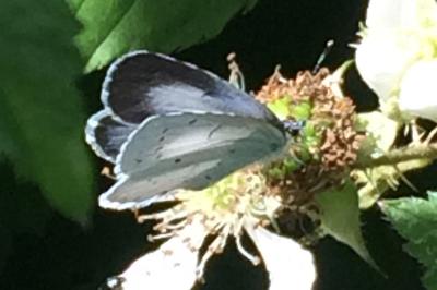 <i>Celastrina argiolus</i>
