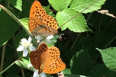<i>Argynnis paphia</i>