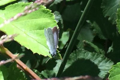 <i>Celastrina argiolus</i>