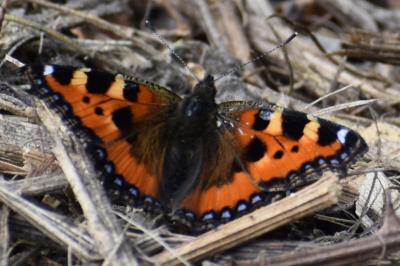 <i>Aglais urticae</i>