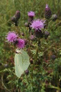 <i>Gonepteryx rhamni</i>