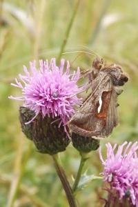 <i>Macdunnoughia confusa</i>