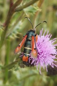 <i>Pyropteron chrysidiforme</i>