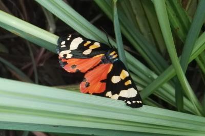 <i>Callimorpha dominula</i>