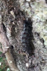 <i>Lymantria dispar</i>
