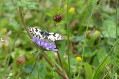 <i>Melanargia galathea</i>