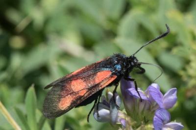 <i>Zygaena trifolii</i>