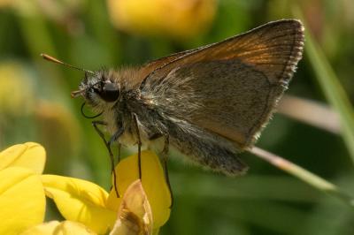 <i>Thymelicus sylvestris</i>
