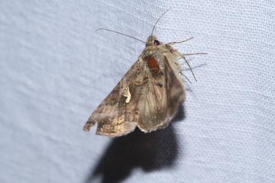 <i>Autographa gamma</i>