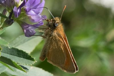 <i>Thymelicus sylvestris</i>