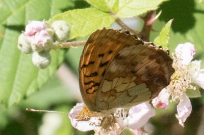<i>Brenthis daphne</i>
