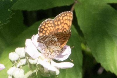 <i>Melitaea athalia</i>