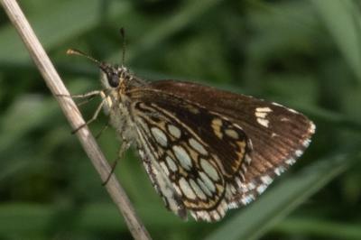 <i>Heteropterus morpheus</i>