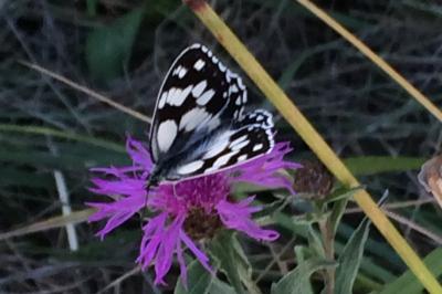 <i>Melanargia galathea</i>