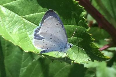 <i>Celastrina argiolus</i>