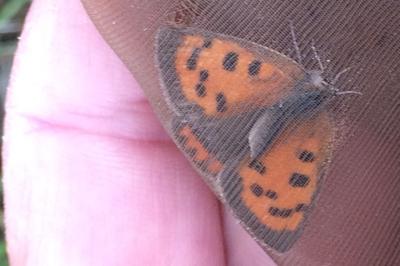 <i>Lycaena phlaeas</i>