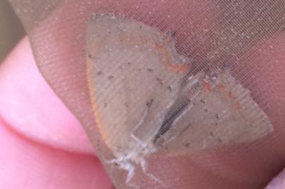 <i>Lycaena phlaeas</i>
