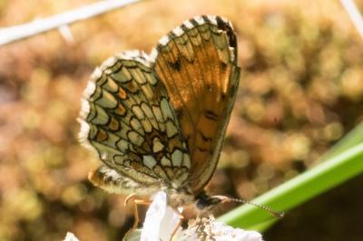 <i>Melitaea athalia</i>