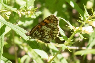 <i>Melitaea athalia</i>