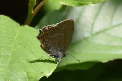 <i>Satyrium ilicis</i>