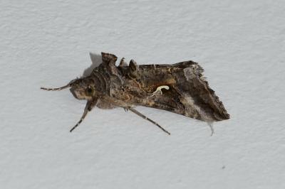 <i>Autographa gamma</i>