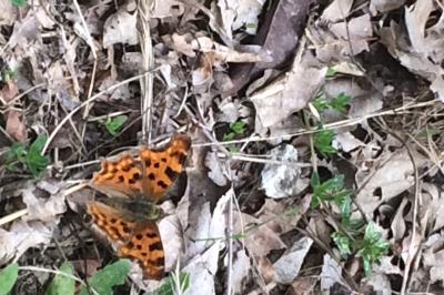 <i>Polygonia c-album</i>