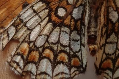 <i>Melitaea athalia</i>
