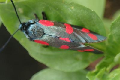 <i>Zygaena filipendulae</i>