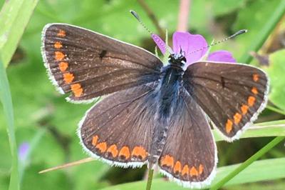 <i>Aricia agestis</i>
