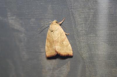 <i>Cosmia trapezina</i>