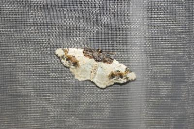 <i>Ligdia adustata</i>