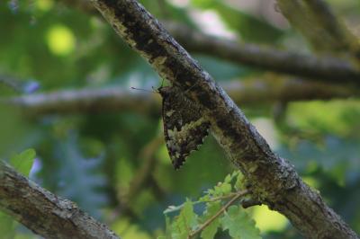 <i>Brintesia circe</i>