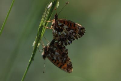 <i>Boloria dia</i>