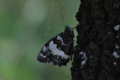 <i>Brintesia circe</i>
