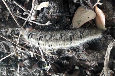 <i>Lasiocampa quercus</i>