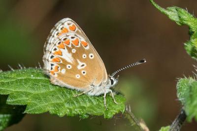 <i>Aricia agestis</i>