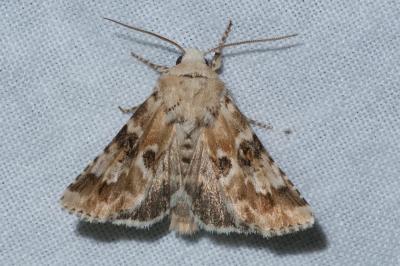 <i>Eremobia ochroleuca</i>
