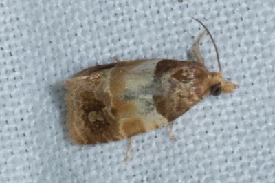 <i>Epinotia festivana</i>